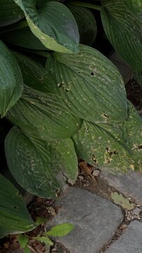 Damaged green hosta leaves in shaded garden bed with textured foliage and leaf holes