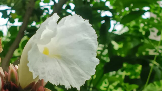 Single white flower with bokeh