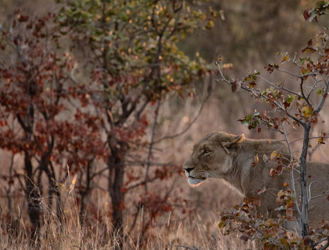 View of a lioness standing in the dry bush of Hwange National Park, surrounded by autumn-colored foliage and golden light in Hwange, Matabeleland North Pr, Zimbabwe.