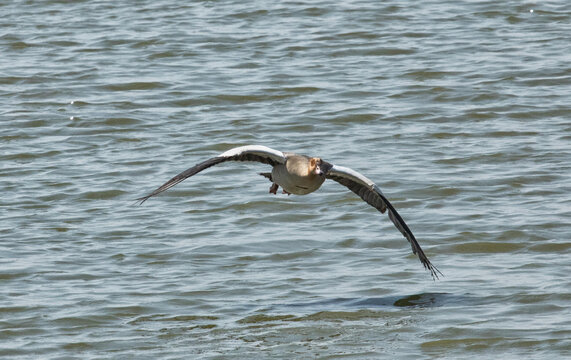 View of an Egyptian goose flying low over the water surface with wings spread wide at Hwange National Park, Hwange, Matabeleland North Province, Zimbabwe.