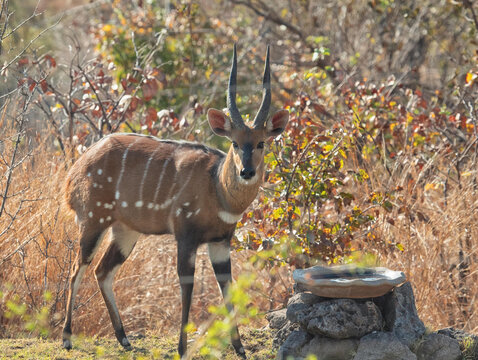 View of a bushbuck standing in the dry brush near a stone water bowl in Hwange National Park, Hwange, Matabeleland North Pr, Zimbabwe.