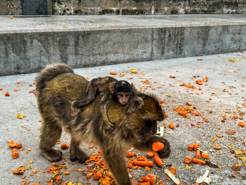 Gibraltar monkeys with the baby