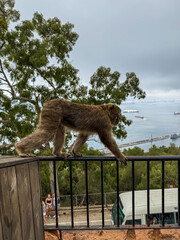 Gibraltar monkey © Paulo Castro