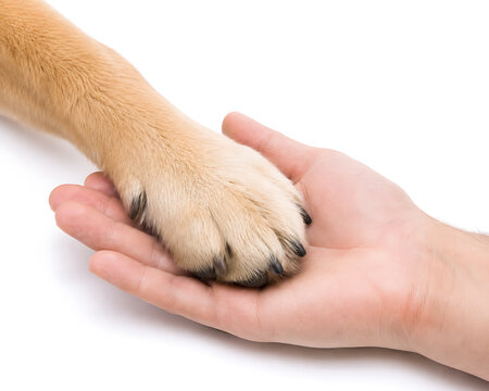 Dog paw resting gently within a human hand on a white surface