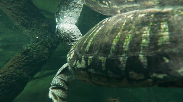 Close-up of aquatic turtle shell paddling through clear underwater river exhibit.