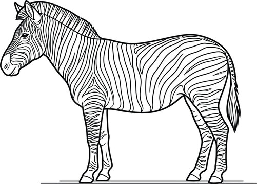 zebra isolated on white background
