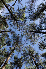 Fototapeta premium Tall Green Trees Reaching Into a Clear Blue Sky in a Peaceful Forest, Natural Woodland Landscape with Lush Foliage, Sunlight and Seasonal Outdoor Beauty
