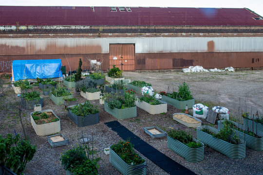Community vegetable garden with multiple raised metal garden beds growing flowers, herbs
