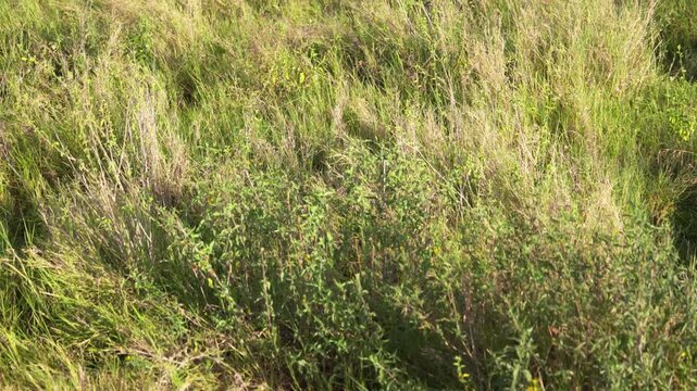 セレンゲティ国立公園の草原、風にそよぐサバンナの草（Serengeti National Park Savanna Grassland Swaying in the Wind, Tanzania）