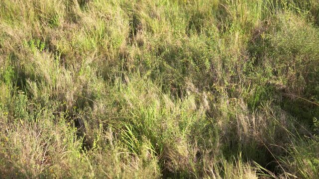 風に揺れるサバンナの草原、タンザニア・セレンゲティ国立公園（Serengeti National Park Savanna Grass Swaying in the Wind, Tanzania）