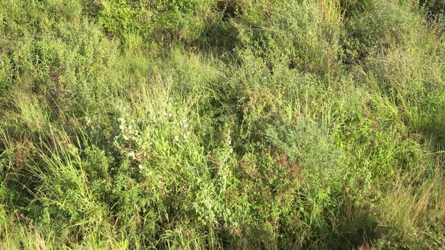 タンザニア・セレンゲティ国立公園の草原を覆う夏草のクローズアップ（Serengeti National Park Grassland Close-up, Tanzania）