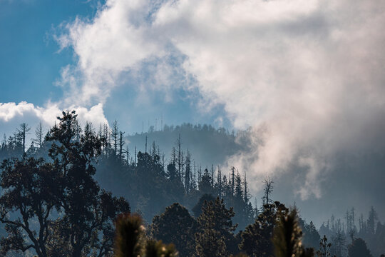 View of the misty forest and mountain slopes in National Park Snowy Colima with dense clouds and bare trees in Jalisco, Mexico.
