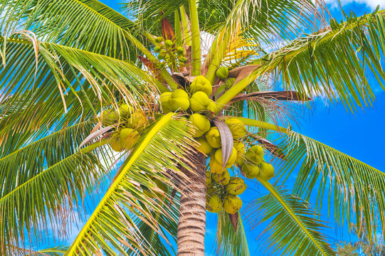 coconut palm tree with coconuts against a blue sky in summer. Tropical background