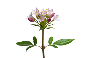 Fototapeta premium Purple and white flowering plant stem
