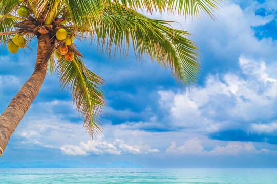 palm tree with coconuts on a beach by the sea coast with a blue sky in the background on a tropical island at a resort