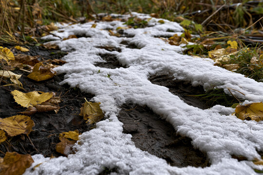 Trail of fresh footprints crossing thin layer of first snow among scattered autumn leaves, muddy ground visible