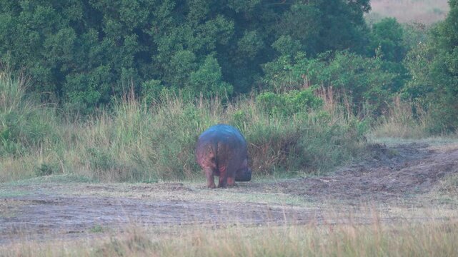 マサイマラ国立保護区の草原で草を食むカバ、アフリカのサバンナの野生動物（Hippo Grazing at Dawn in Maasai Mara, Kenya）
