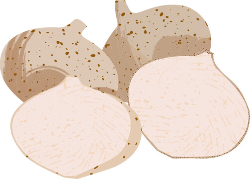 Fresh Whole and Sliced Jicama Bengkoang Root Vector Illustration Isolated on White Background