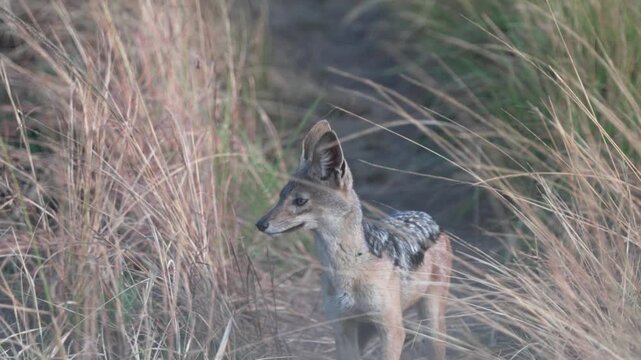 マサイマラ国立保護区のサバンナで草原の小道を歩くセグロジャッカル（Black-backed Jackal Walking in Maasai Mara, Kenya）