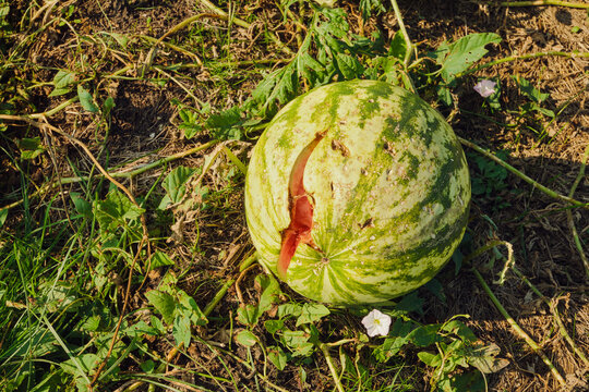 Watermelon split open on ground in sunny field, revealing its red interior