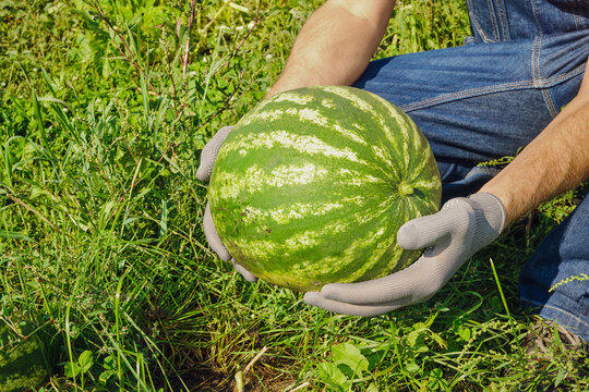 Farmer holding ripe watermelon in green agricultural field