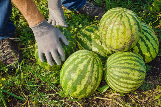 Gardener collecting freshly picked watermelons from ground during harvest season