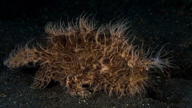 Hairy Frogfish Antennarius Striatus On Black Volcanic Sandy Seabed Camouflage
