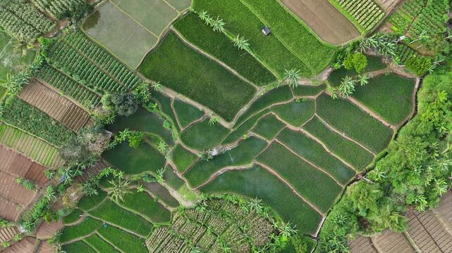 Aerial view of lush green rice terraces in Sukabumi Regency, Indonesia.