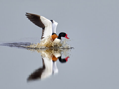 Common shelduck (Tadorna tadorna)