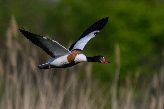Common shelduck (Tadorna tadorna)