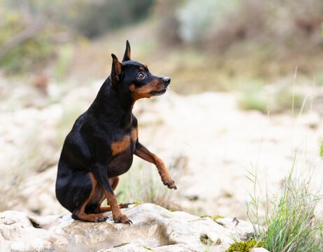 miniature pinscher in nature