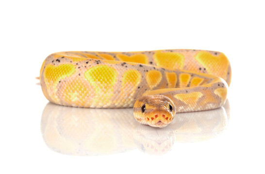 ball python in studio