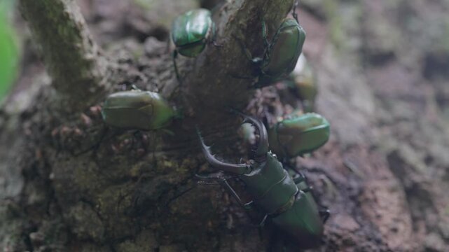 樹液を吸う大歯型のノコギリクワガタがカナブンを投げ飛ばす