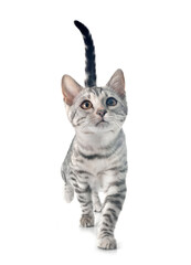 bengal kitten in studio © cynoclub