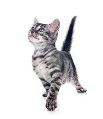 bengal kitten in studio © cynoclub