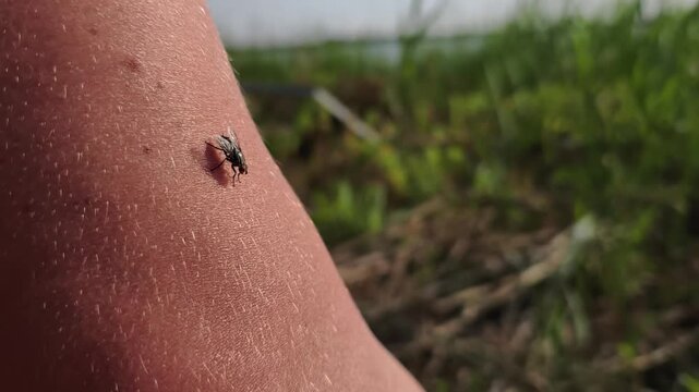 Common housefly rests motionless on bare human arm skin outdoors in selective focus. Soft natural daylight highlights the insect wings against a blurred grassy meadow.