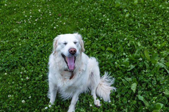 English Cream Golden Retriever, misty morning, Stanford, Klein Mountains in background