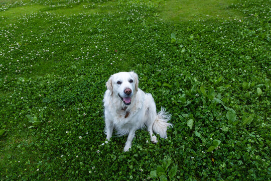 English Cream Golden Retriever, misty morning, Stanford, Klein Mountains in background