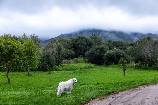 English Cream Golden Retriever, misty morning, Stanford, Klein Mountains in background