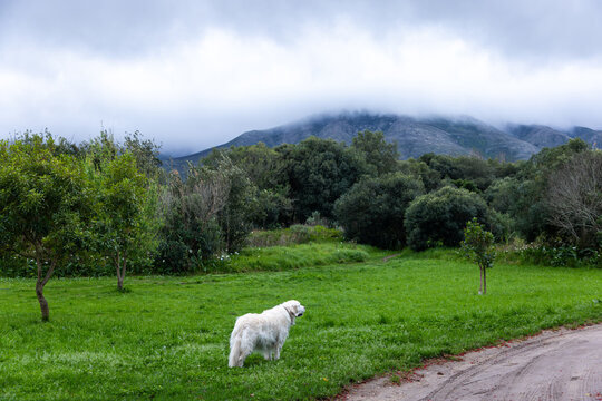 English Cream Golden Retriever, misty morning, Stanford, Klein Mountains in background