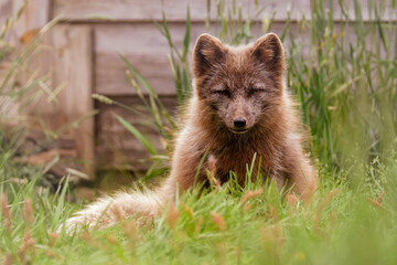Young arctic fox, Vulpes lagopus, resting in green grass with a wooden fence behind, soft light, calm mood, and natural outdoor setting. © Michael