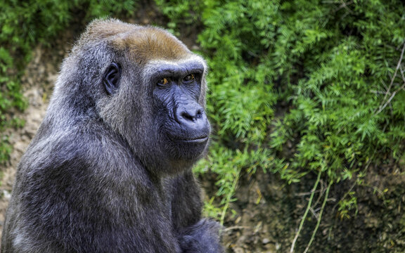 View of an adult Western lowland gorilla at the Los Angeles Zoo in Los Angeles, California, United States.