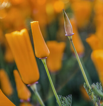 View of three California poppies at different stages of blooming with vibrant orange petals and green stems in a field in Los Angeles, Ca, United States.