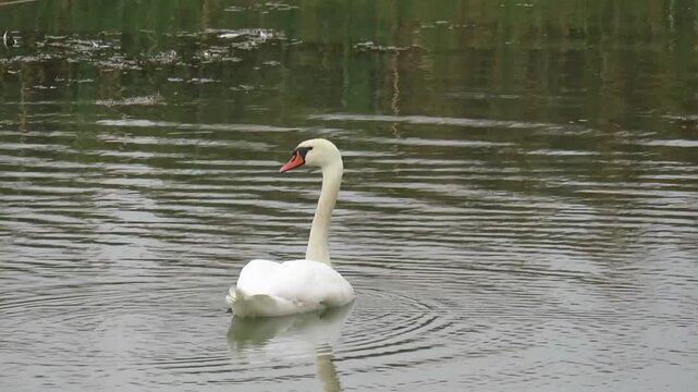 Video of a white swan on the water. In Romania