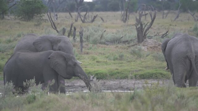 elephants drink in Okavango