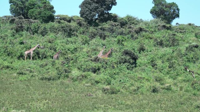 アフリカの緑の丘を歩くキリンの群れ、タンザニア・ンゴロンゴロ自然保護区（Giraffes Walking on Green Hillside, Ngorongoro Conservation Area, Tanzania）