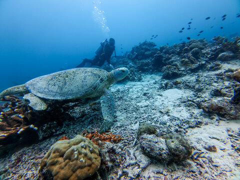 View of a sea turtle swimming over a coral reef with a scuba diver in the background in Indonesia.