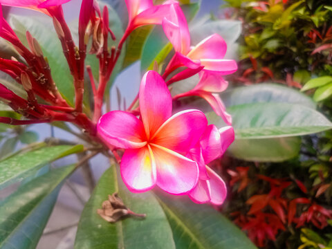 Close-up of a vibrant pink and yellow frangipani (plumeria) flower in full bloom, surrounded by lush green foliage and additional tropical flowers.