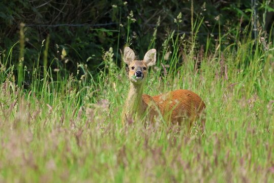 Chinese Water Deer, Hydropotes inermis, grazing in a Norfolk meadow. England.