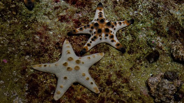 Two chocolate chip starfish resting on a rocky underwater coral reef seabed.
